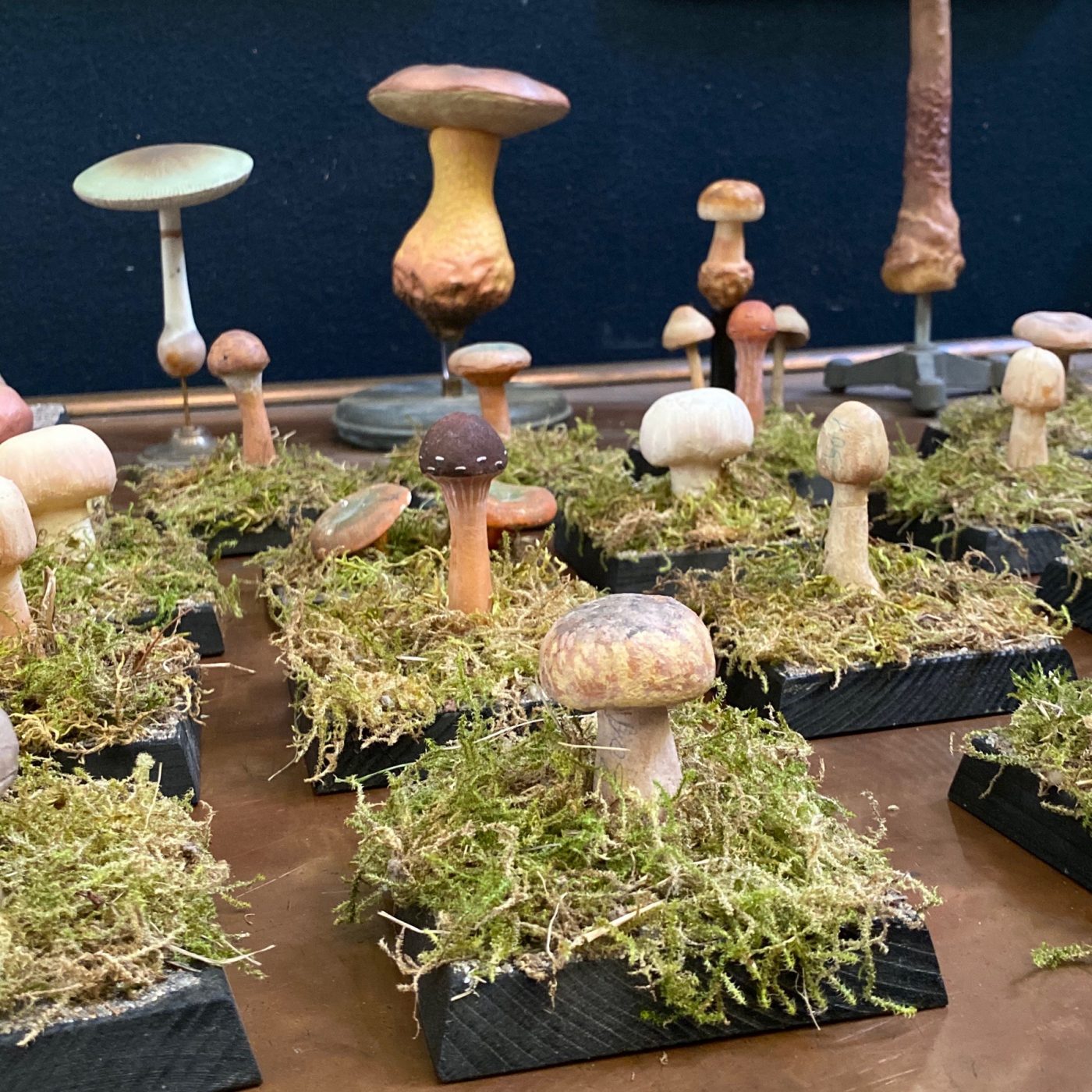 mushrooms-collection0003