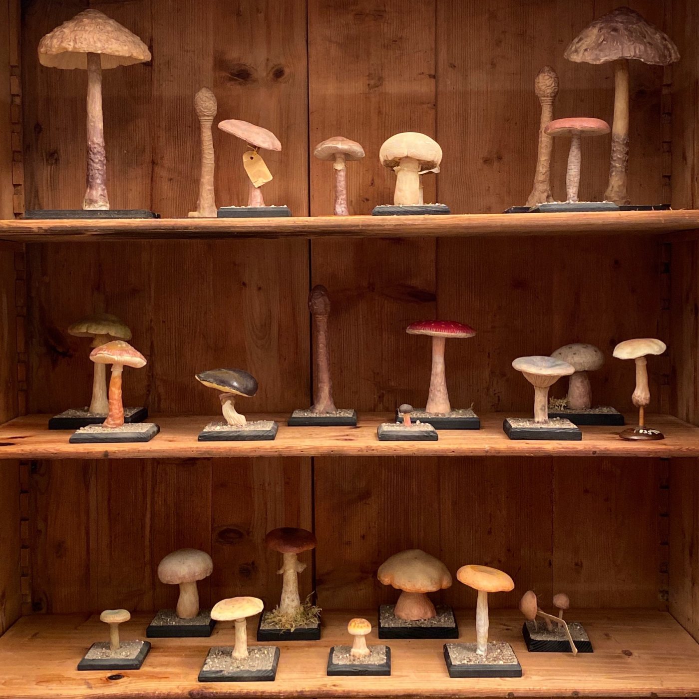 mushrooms-collection0000