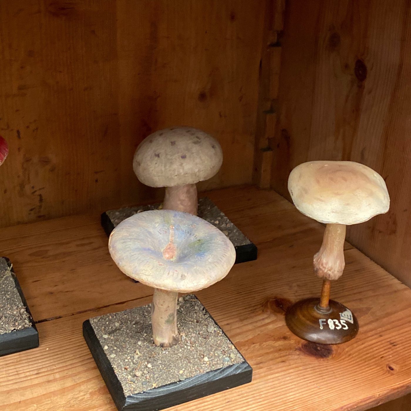 mushrooms-collection0004