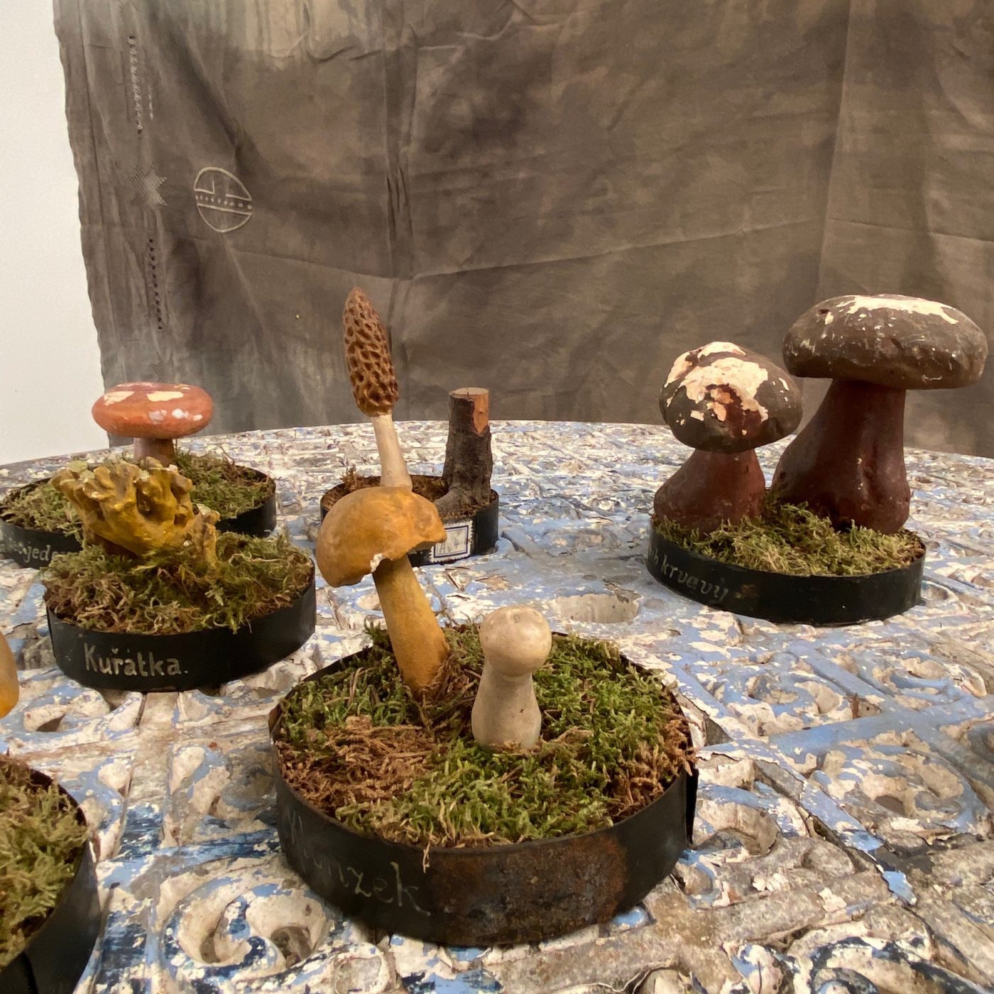 plaster-mushroom-collection0005